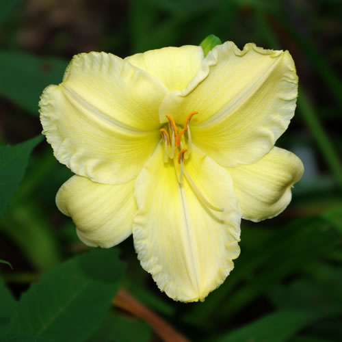 Hemerocallis Standing by the Light